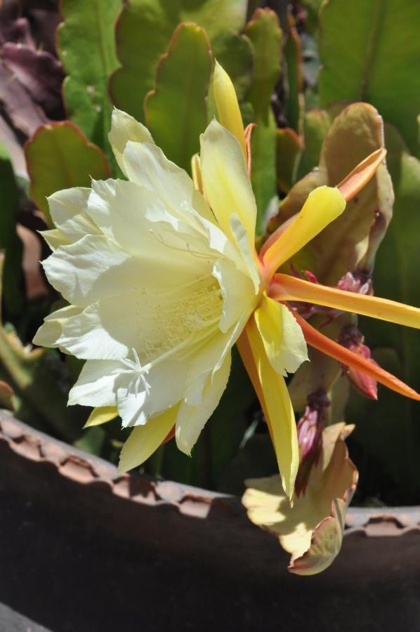Las Orquideas Ollantaytambo Eksteriør billede