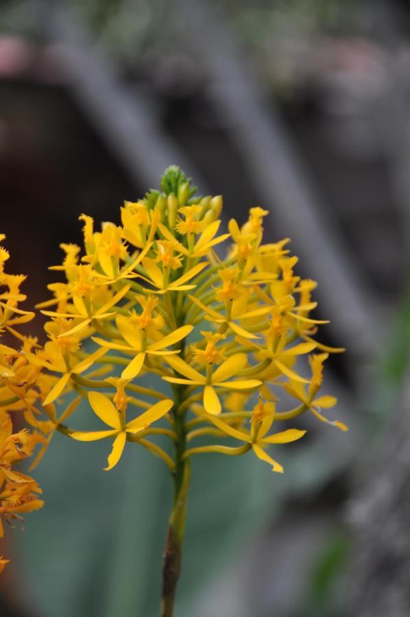 Las Orquideas Ollantaytambo Eksteriør billede